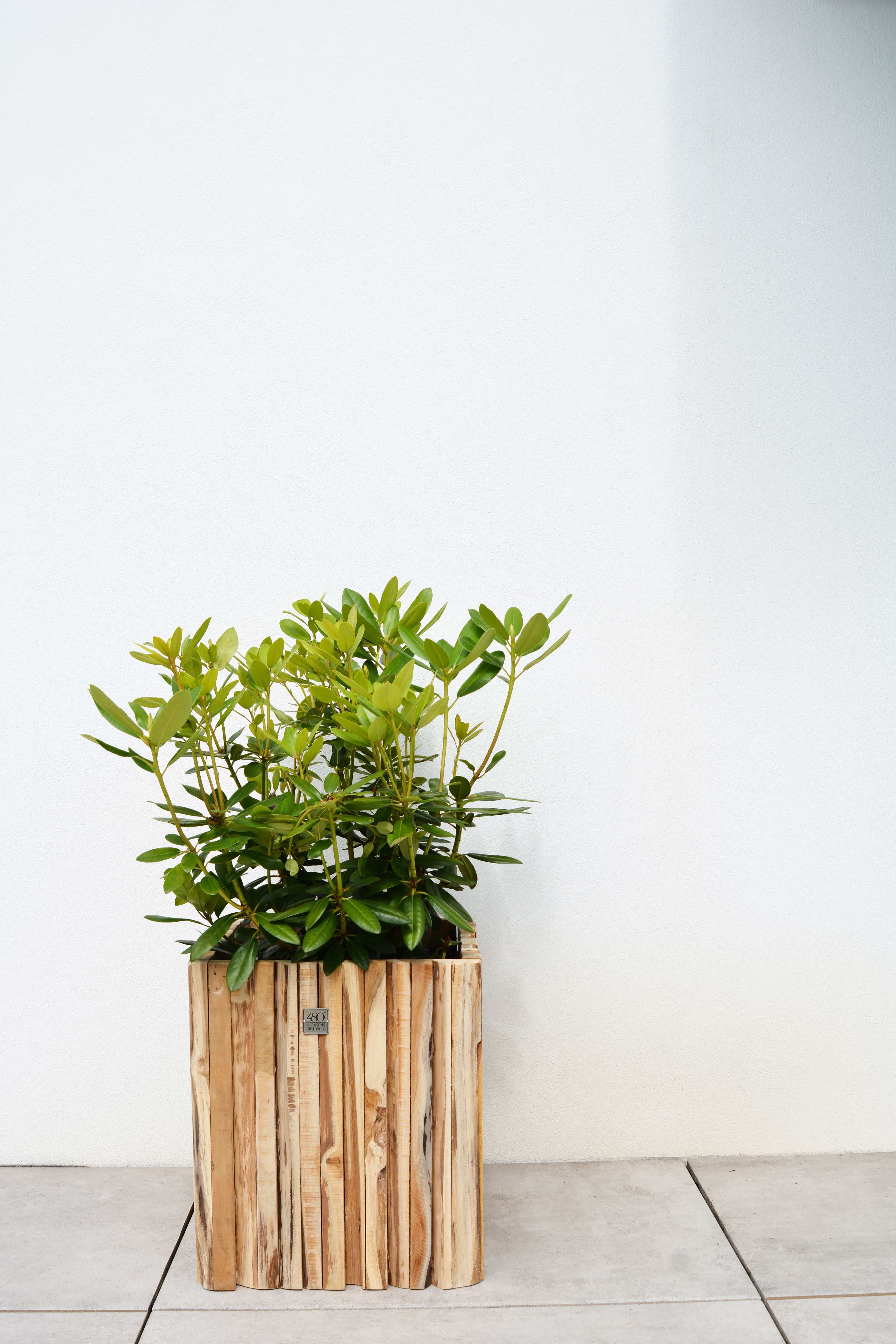 4 Seasons Outdoor Miguel Pflanzgefäß quadratisch Kleines Teakholz 45 x 45 cm. (H 50 cm.)